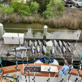 Yellowfin tuna charter Pirates Cove, North Carolina