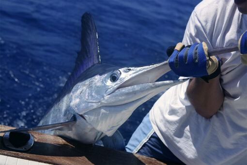 Ocean City White Marlin Charters - Instigator Sportfishing Charters